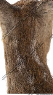 animal skin doe fur 0015